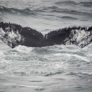De Staart van de walvis