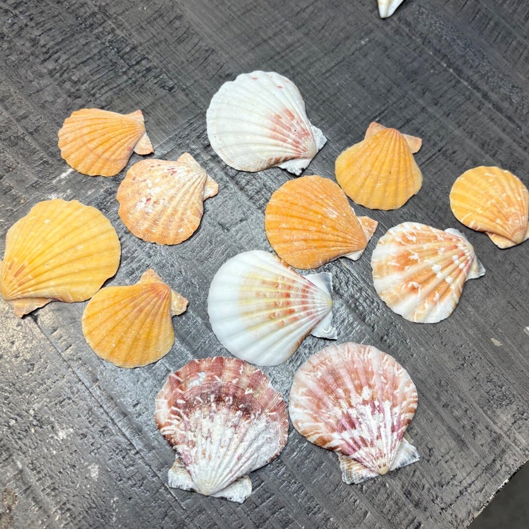 12 Natural Scallop Shells – Assorted Colors – Seashell Craft Supply ...