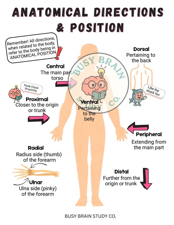 Proximal And Distal Anatomy Anatomical Charts Posters