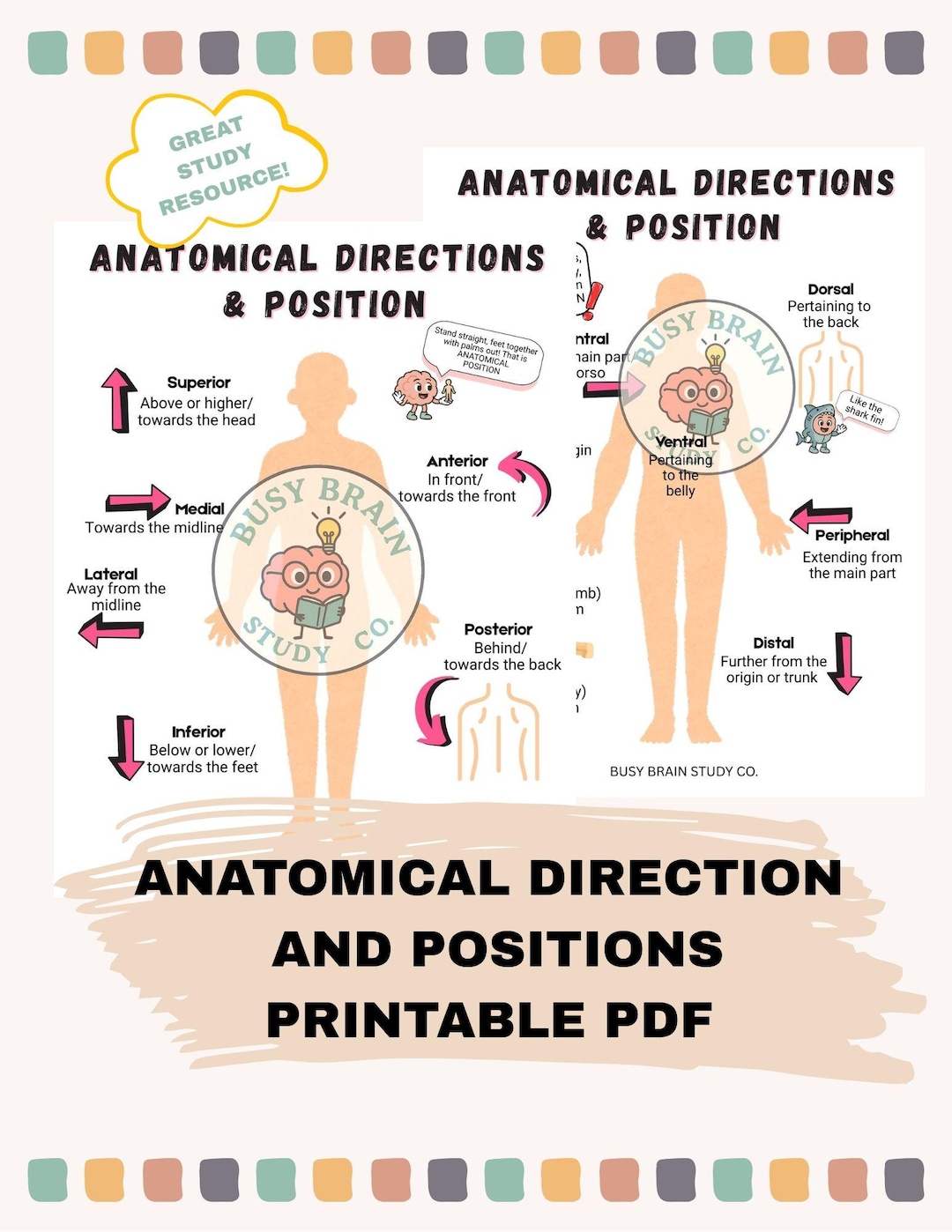 Anatomical Direction and Positions Study Sheets/printable PDF - Etsy