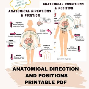 May include: Anatomical directions and positions printable PDF. The educational chart features illustrations of the human body with directional terms like superior, inferior, anterior, and posterior. Includes the text "Great Study Resource!" and "Busy Brain Study Co."