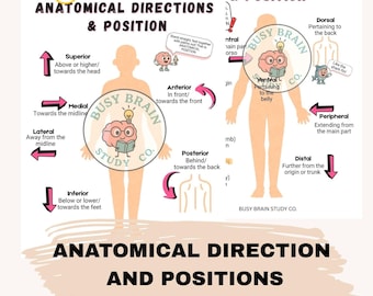 Anatomical Direction and Positions Study Sheets/Printable PDF