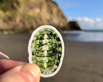 Chiton Sticker. Green Chiton. Tonicella lineata. Pacific Northwest Nature