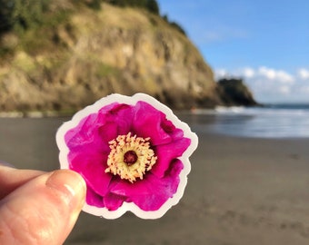 Wild Rose Sticker. Nootka Rose. Rosa nutkana. Pacific Northwest Nature.