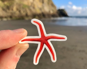 Sea Star Sticker. Bloodstar.  Pacific Blood Star. Henricia Leviuscula