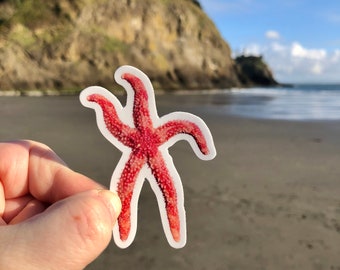 Sea Star Sticker. Rainbow Star. Red Banded Sea Star. Orthasterias