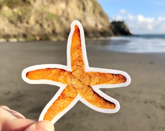 Sea Star Sticker. Orange Sea Star. Ochre starfish. Pisaster ochraceus