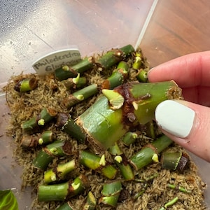 May include: A collection of green Philodendron Gloriosum plant stem cuttings with visible nodes and small light green growth buds, resting on a bed of brown sphagnum moss inside a clear container, with one cutting held up to show detail.