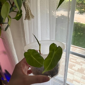 May include: A small Alocasia plant with two heart-shaped green leaves and a single emerging leaf spike, potted in a clear, ribbed plastic container filled with dark soil, showcasing a vibrant green colour and distinct leaf veins.