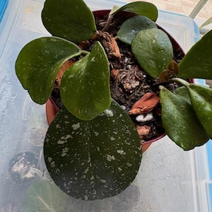 Può includere: Una pianta di Hoya con foglie spesse e succulente di colore verde scuro con macchioline bianco-argento. La pianta è in un vaso rotondo riempito di terriccio scuro e pezzi di corteccia, con diversi steli che si estendono dal centro.