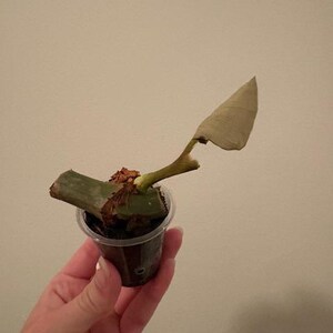 May include: A plant cutting with a thick, green, cylindrical stem section and a single, light green, pointed leaf extending from a node. The cutting is rooted in a small, clear plastic cup filled with dark potting medium and brown fibres.