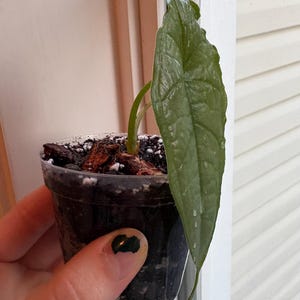 Può includere: Una piccola pianta in vaso con una grande foglia verde scuro. La pianta è in un vaso di plastica trasparente riempito di terra e scaglie di legno. La foglia ha una superficie strutturata e goccioline d'acqua.