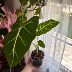 May include: An Alocasia Frydek plant with deep green, velvety, arrow-shaped leaves featuring prominent, bright white veins. The plant is potted in a clear plastic container filled with dark, chunky bark substrate and sits in a clear saucer.