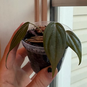 Può includere: Una piccola pianta verde scuro con foglie allungate in un vaso di plastica trasparente. La pianta è tenuta in mano, con le foglie che mostrano venature evidenti. Il vaso contiene terra scura ed è posizionato vicino a una finestra.