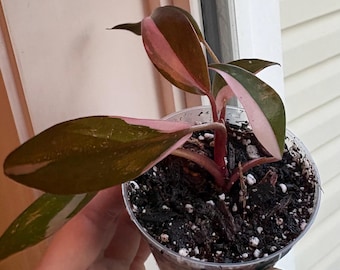 Philodendron Pink Princess Plant | Rooted Rare Variegated Houseplant (2.5" Pot)