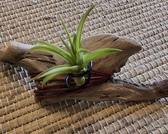 Oregon Coast Driftwood and Leather Air Plant Holder