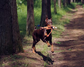 Tough Plush Dog Toy – Wild Wonders Fox/Monkey/Elephant, Rope & Crinkle, 70%+ Recycled