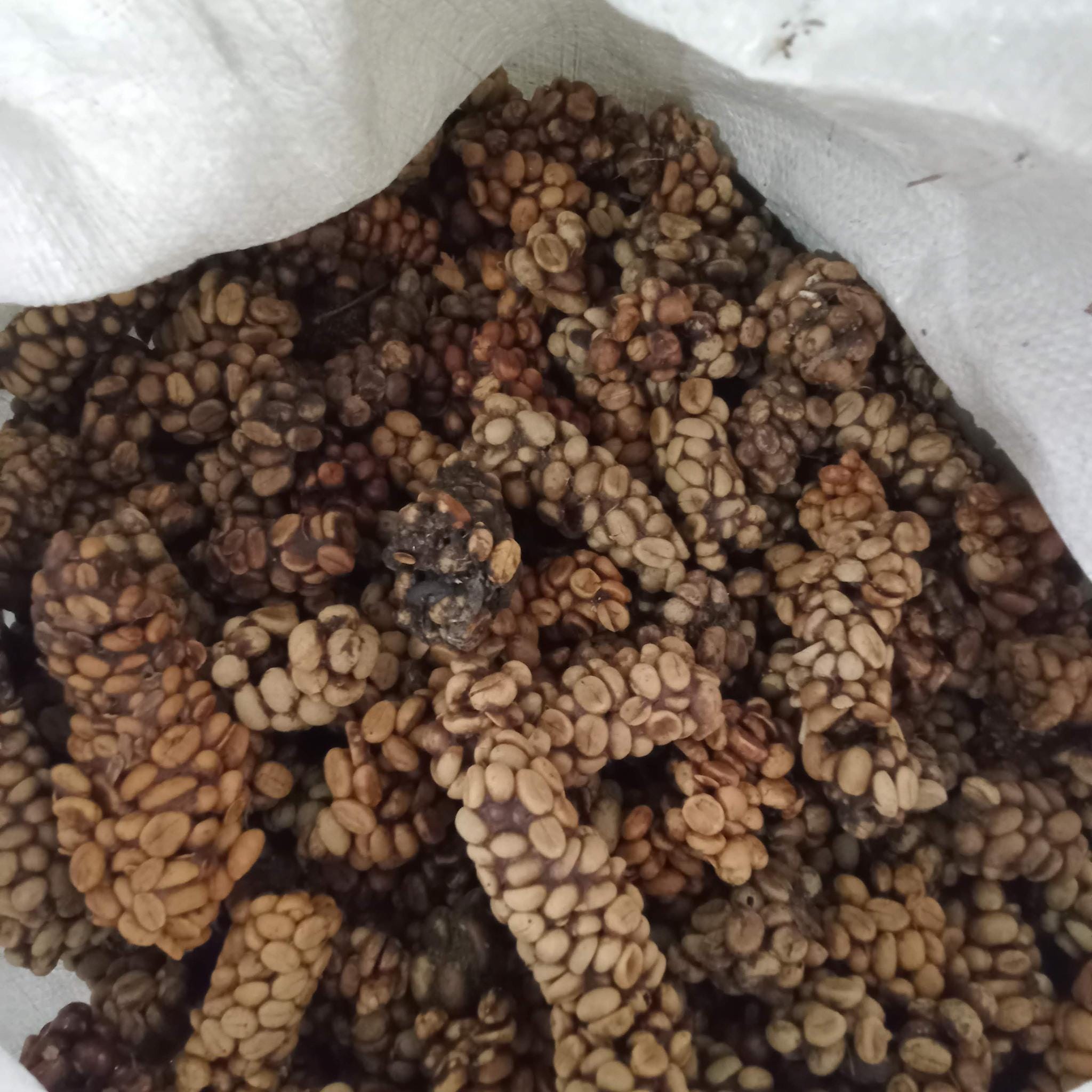 Wild Luwak Coffee (luwak Liar Indonesia) - Etsy