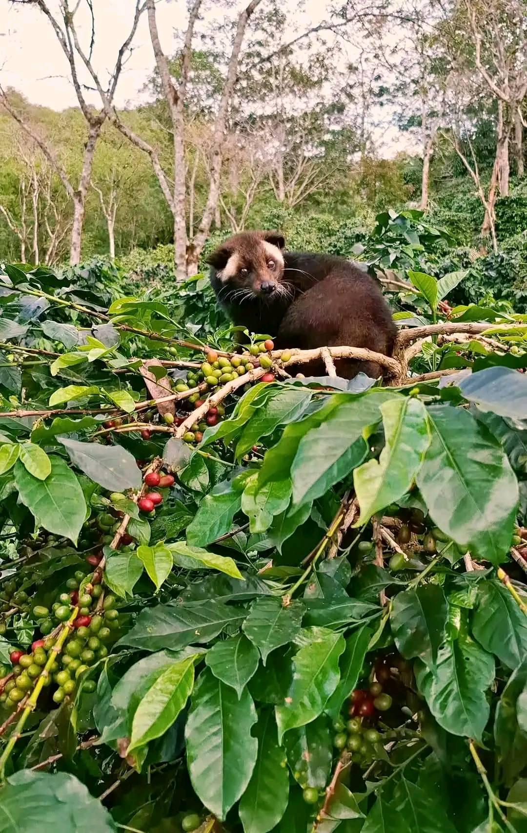 Wild Luwak Coffee (luwak Liar Indonesia) - Etsy