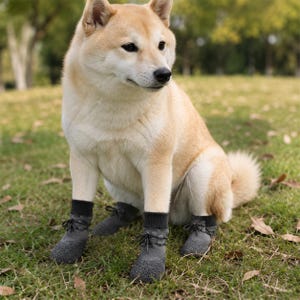 May include: A Shiba Inu dog sitting on grass, wearing gray dog boots with black laces. The boots have a textured, rubberized appearance. The dog has light brown fur and is looking to the side.