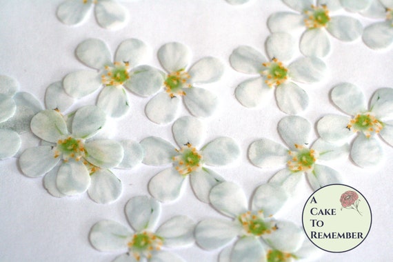 24 Wafer Paper Orange Blossom Flowers 1 Across Edible Flowers