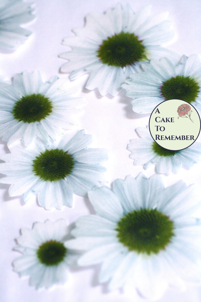 12 Edible Flowers White Daisies in Assorted Sizes and Colors Etsy