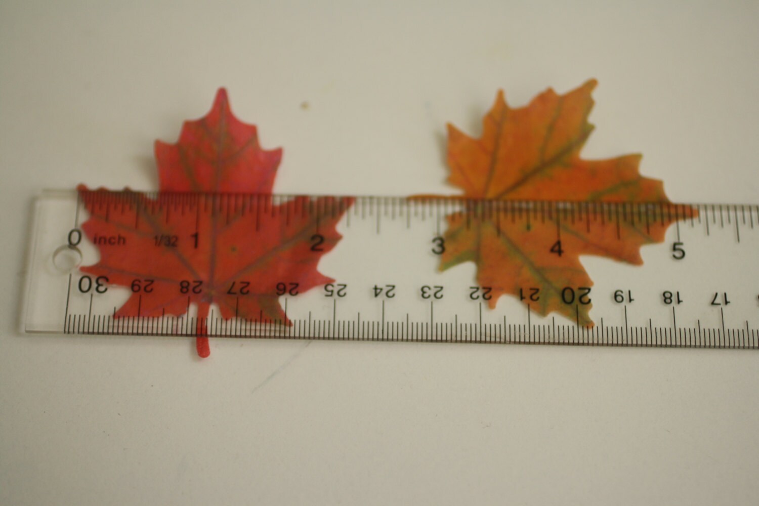 12 Wafer Paper Maple Leaves Edible Leaves for Autumn Baking Etsy