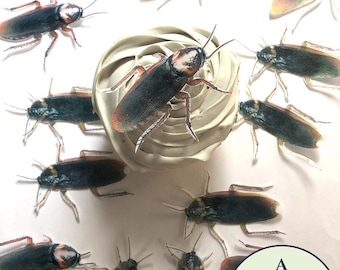 12 cockroach cupcake toppers made from edible wafer paper. Insect theme party decoration for bug birthday party or creepy Halloween
