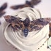 Ships fast- 12 edible death head moth wafer paper cupcake toppers for Halloween parties. 2.5' across, edible creepy cute cake decorations. 