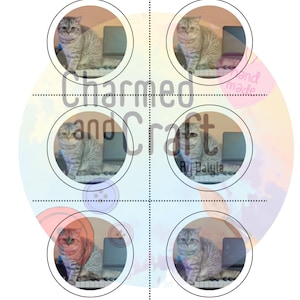 Pu&ograve; includere: Un design con sei immagini circolari di un gatto tabby grigio su una tastiera di pianoforte. La parola "SAMPLE" &egrave; in alto in lettere viola e blu. Il testo "Charmed and Craft" &egrave; al centro.