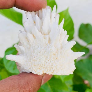 Può includere: Un esemplare di corallo bianco e spinoso con una superficie strutturata. Il corallo è tenuto tra le dita su uno sfondo di foglie verdi. La forma del corallo è irregolare, con numerosi punti affilati e sporgenti.