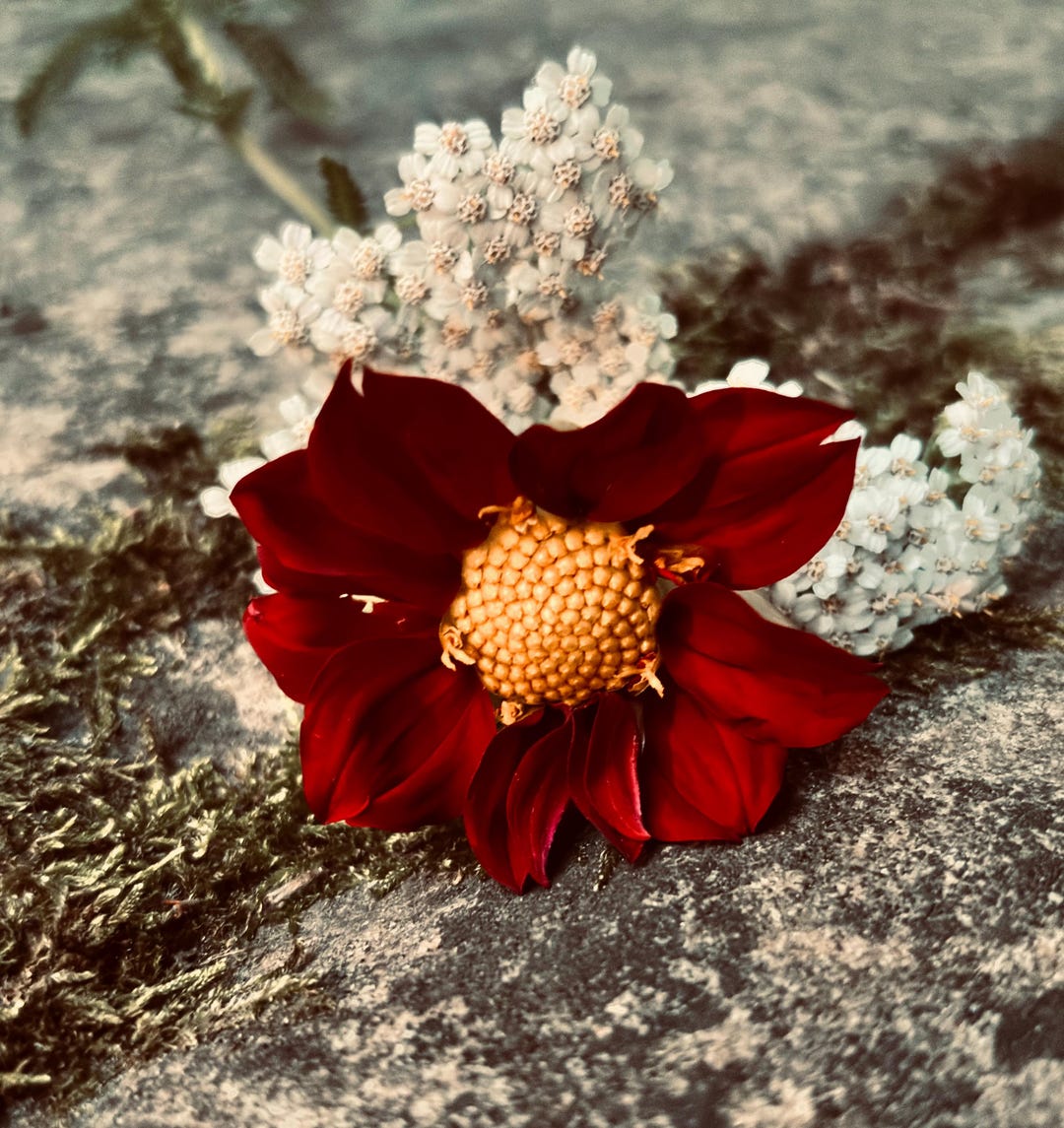 Red Dahlia Wall Art • Botanical Photography Print • Minimalist Floral ...