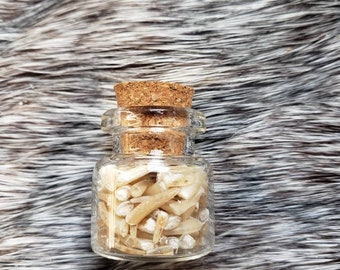 Rabbit Toenails in a Jar - Curiosity Cabinet Item - Cruelty Free - White