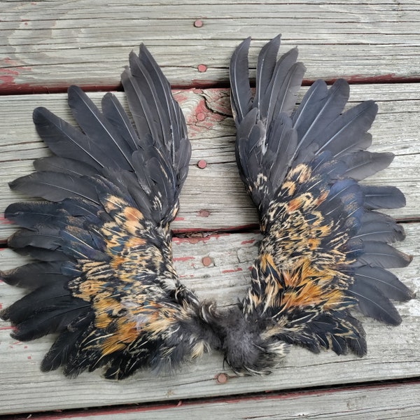 Wings - Black Bronze with Gold - Pair - Small