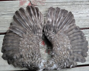 Wings - Mottled Gray Brown - Pair - Small