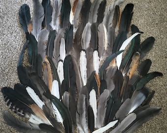 Wing and Tail Feathers - Lot of 75 - BULK SALE  - Low Grade Discount - Stock Photo