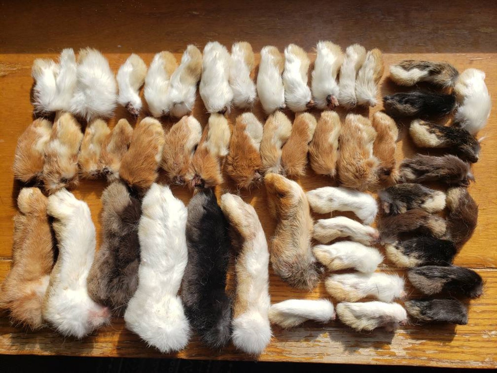 Rabbit Feet Bulk Clearance 50 Assorted Feet Etsy