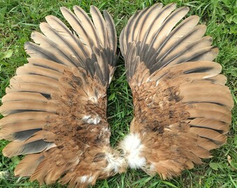 Wings - Gold and Brown - Pair