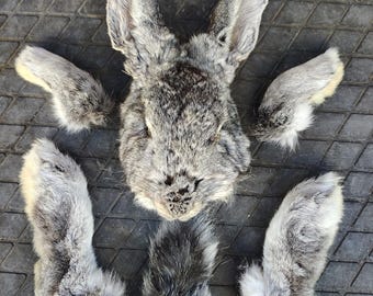 Rabbit Head Feet and Tail set - Grey Flemish Giant