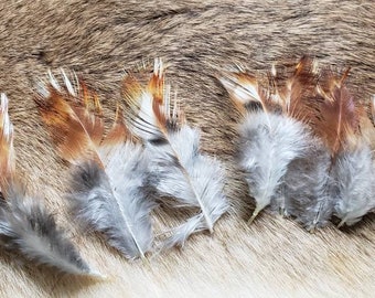 Rooster Plumage Feathers - Lot of 75 - Natural Fire Barred Ginger
