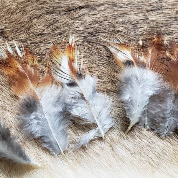 Rooster Plumage Feathers - Lot of 75 - Natural Fire Barred Ginger