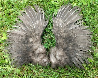 Wings - Fallen Angel Black Silkie - Pair