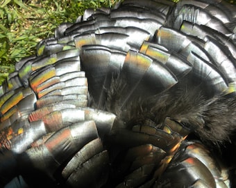 Wild Turkey Feathers - HEAVY Iridescent Sheen - Lot of 15 -  Loose Plumage - Bronze Black Green Rainbow Color