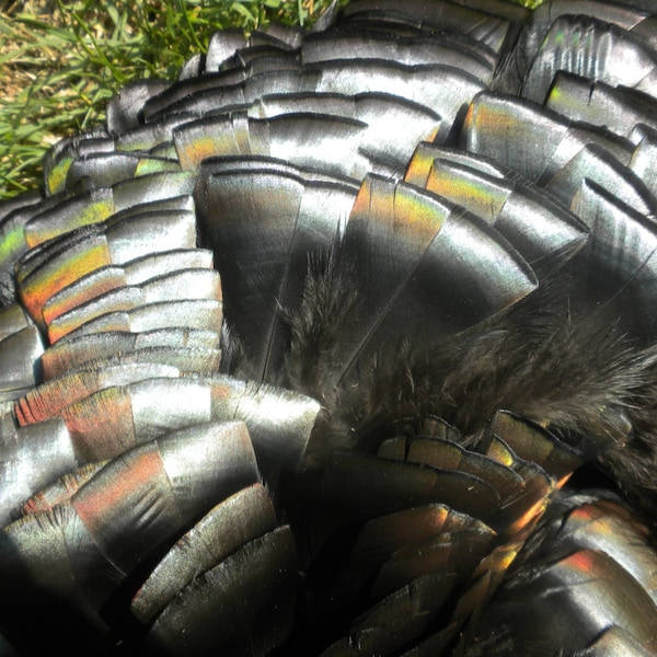 Wild Turkey Feathers - HEAVY Iridescent Sheen - Lot of 15 -  Loose Plumage - Bronze Black Green Rainbow Color