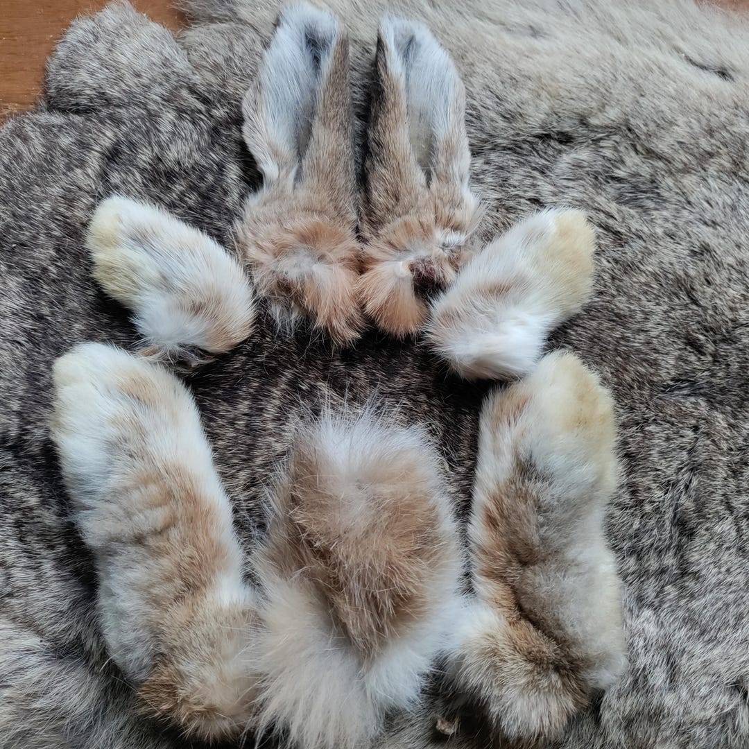 Naturally Dried Real Rabbit Tail Ears and Feet Matched Set Chestnut - Etsy