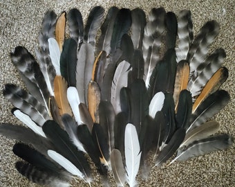 Wing and Tail Feathers - Lot of 50 - BULK SALE - Quills In Tact - Stock Photo