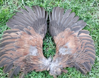 Wings - Brown and Black - Pair - Large