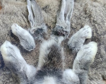 Naturally Dried Real Rabbit Tail Ears and Feet- Matched Set - Giant Chinchilla - LARGE