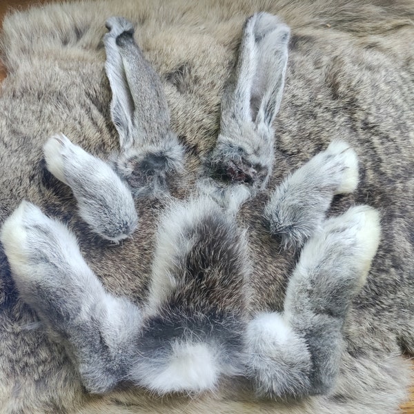 Naturally Dried Real Rabbit Tail Ears and Feet- Matched Set - Giant Chinchilla - LARGE