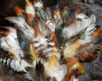 Plumage Feather Sampler- Lot of 200 Feathers